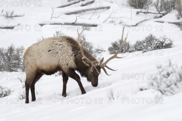 Tough times... Wapiti (Cervus canadensis), American deer, American deer species digs with its