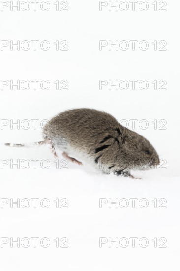 Rocky Mountain vole (Microtus montanus) in winter, rare encounter, running through the snow,