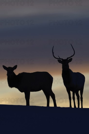 Deer, Wapitis (Cervus canadensis), North American deer, pair on a small hill, hilltop, silhouette