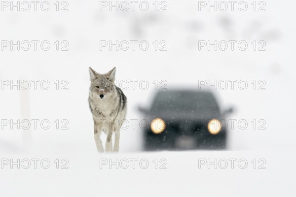 Walking pace... Coyote (Canis latrans) walking across a snow-covered road in winter, followed by a