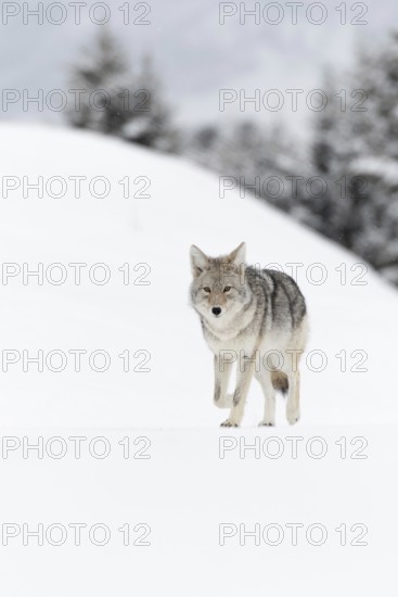 Coyote (Canis latrans) in winter, walking on frozen snow, light snowfall, in beautiful snow-covered