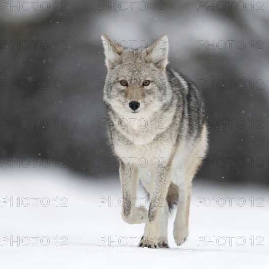 On the move... Coyote (Canis latrans) in winter in the snow, light snowfall, wild coyote runs