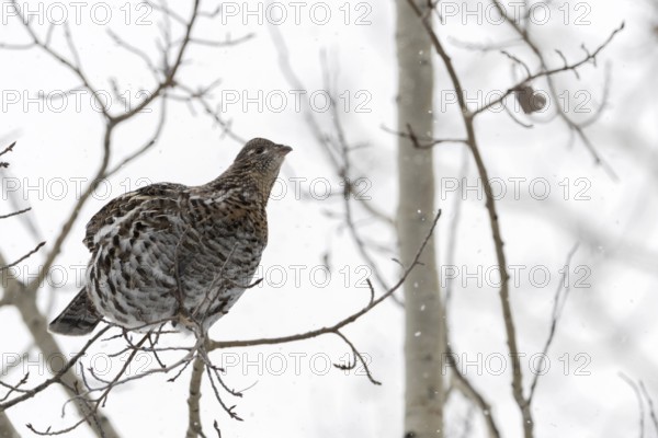 Ruffed grouse (Bonasa umbellus) in winter, sitting high in a tree on a thin branch in light