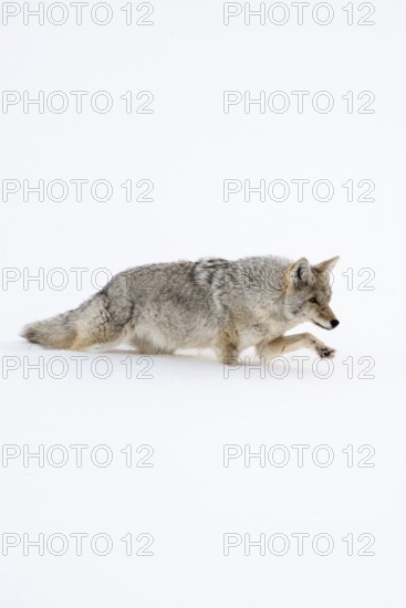 Coyote (Canis latrans) in winter, struggling through high snow, has to lift the front paw high,