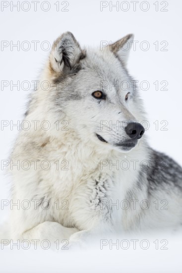Grey wolf, Timberwolf wolf (Canis lupus) in winter, close-up, lying, wolf resting in the snow,