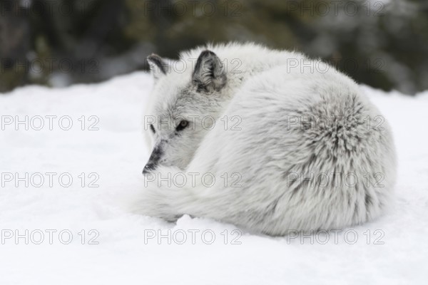 Curled up in the snow... Timberwolf (Canis lupus lycaon), grey wolf, grey wolf or simply wolf in
