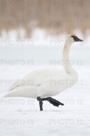 Ice and snow... Trumpeter Swan (Cygnus buccinator) walking across a frozen river, characteristic