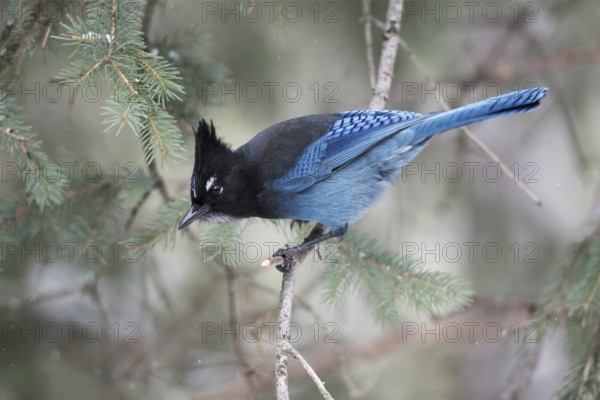 Curious... Diademed jay (Cyanocitta stelleri) in winter, North American corvid, very pretty jay
