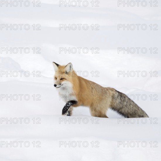 Red fox (Vulpes vulpes) in winter, running through deep snow, finding its way through high snow,