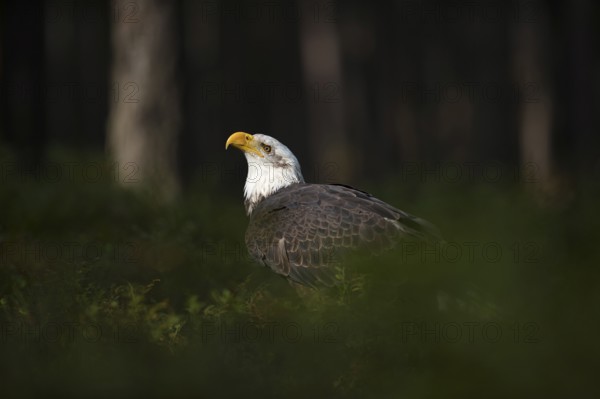 Securing... Bald eagle (Haliaeetus leucocephalus) sits in the spotlight in the undergrowth on the