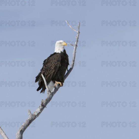 Bald eagle (Haliaeetus leucocephalus), adult bird, heraldic bird of the USA, sits high up in a
