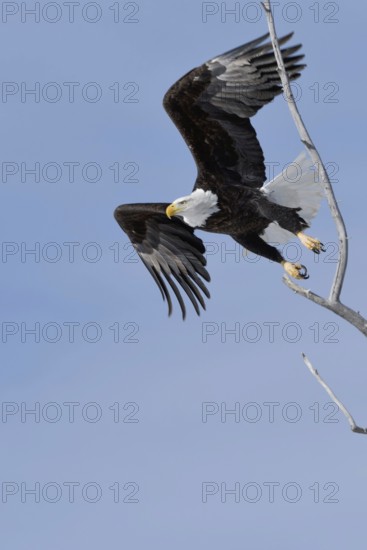 The take-off... Bald eagle (Haliaeetus leucocephalus), eagle, American national symbol and heraldic