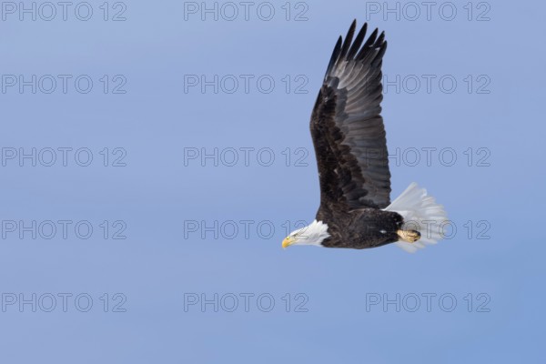 In flight... Bald eagle (Haliaeetus leucocephalus), American heraldic bird, flying eagle, American