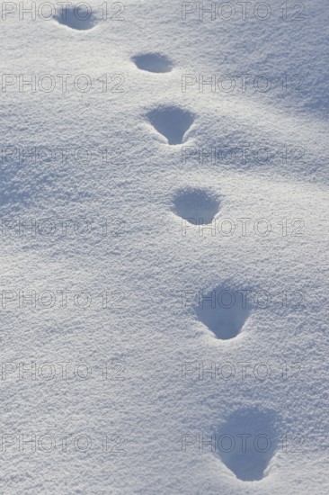 Fox, red fox (Vulpes vulpes), tracks in the snow, track, animal track, animal track, footsteps,