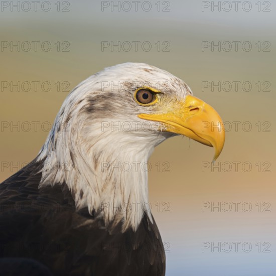 Mighty yellow beak... Bald eagle (Haliaeetus leucocephalus), impressive bird of prey, sea eagle,
