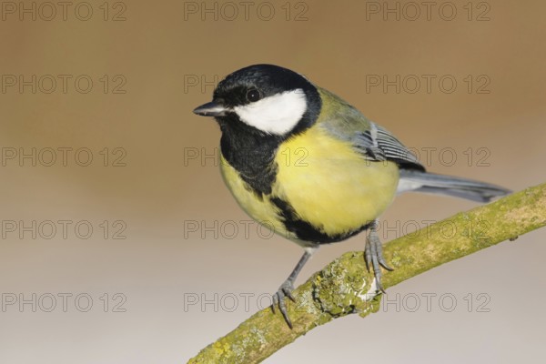 One of the best known native songbirds... Great Tit (Parus major), common bird that can be observed
