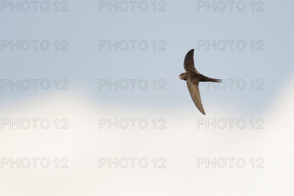 Swift as an arrow... Swift (Apus apus) in flight, stays in the air almost without interruption for