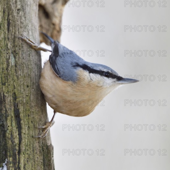 Climbing artist... European nuthatch (Sitta europaea) foraging in winter on the dead wood of an old