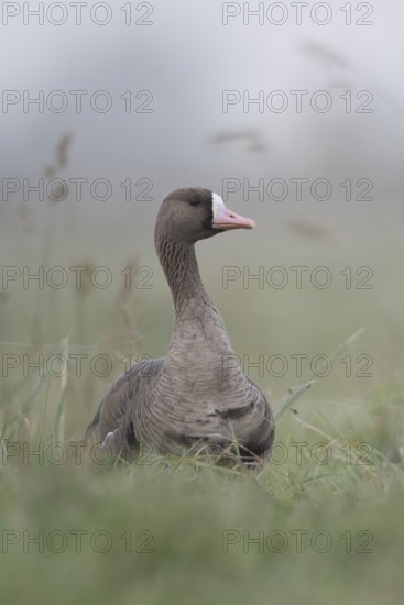 Greater White-fronted Goose (Anser albifrons), northern wild goose in the tall grass of a meadow,