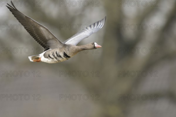 Grey winter time... White-fronted goose (Anser albifrons) on the Lower Rhine, wintering in Germany,
