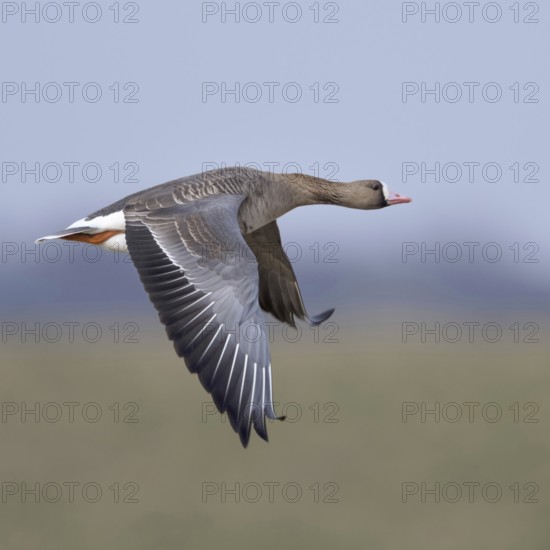 In the air... White-fronted goose (Anser albifrons), wild goose in flight over meadows and dykes in
