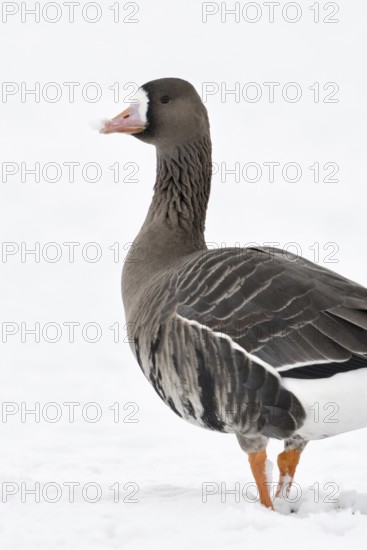White-fronted goose (Anser albifrons), wild goose on the Lower Rhine, winter visitor from the
