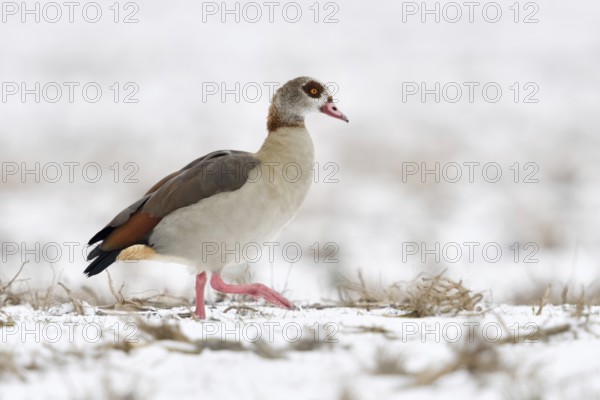 Egyptian goose (Alopochen aegyptiacus), invasive species in Europe, on the Lower Rhine in winter,