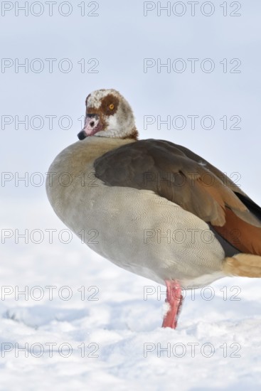 Nile goose (Alopochen aegyptiacus), now widespread wild goose, in winter, in the snow, neozone,