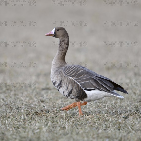 A wild goose... White-fronted goose (Anser albifrons) walking across a stubble field, full-grown