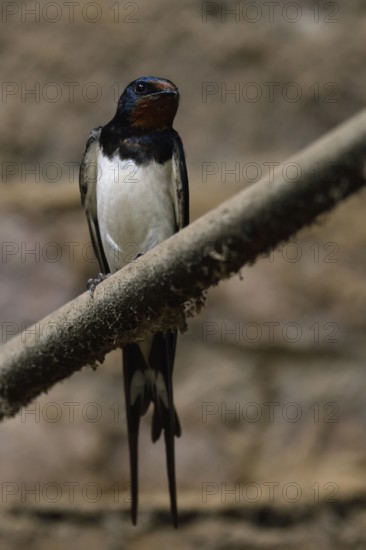 In the old cowshed... Barn Swallow (Hirundo rustica), larger native, widespread swallow with deeply