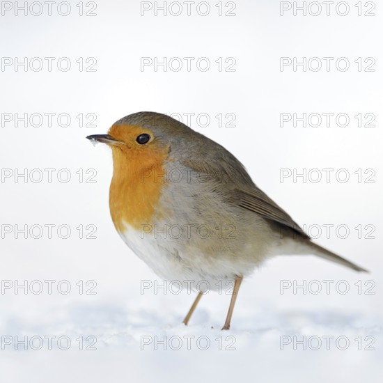 Steadfast... Robin (Erithacus rubecula) in the snow, perhaps the best-known native songbird,