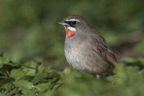 Ornithologically a small sensation... Rubythroat (Luscinia calliope), songbird, exceptional