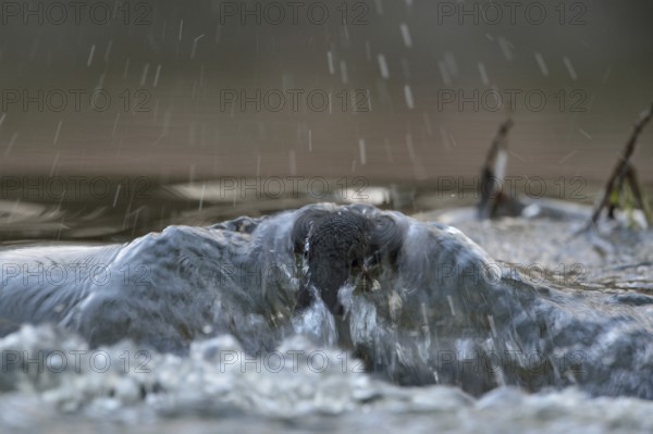 Against the current... White-throated Dipper (Cinclus cinclus) during a dive to search for food in