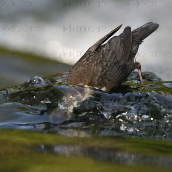 On a dive... White-throated Dipper (Cinclus cinclus), diving dipper searching for food, highly