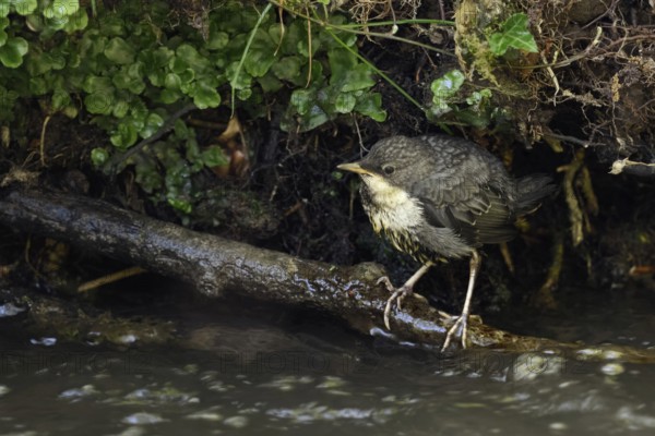Just fledged... White-throated Dipper (Cinclus cinclus), just fledged young bird, chick, offspring