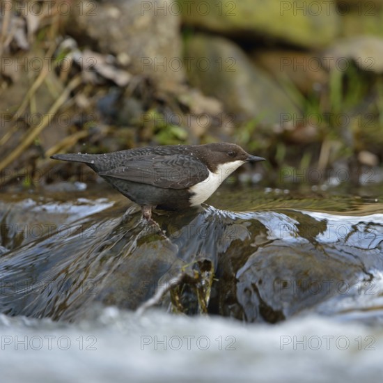 In the habitat... White-throated Dipper (Cinclus cinclus) hunts for insects and other food in the