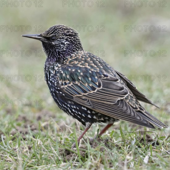 In the meadows of the Lower Rhine... Starling (Sturnus vulgaris) sitting on the ground in the