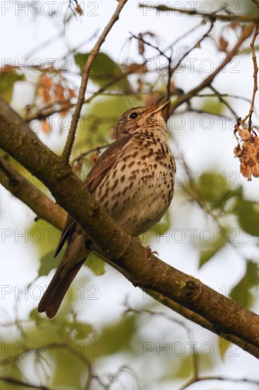 High up in the tree... Song thrush (Turdus philomelos) sings its persistent song, impressive bird