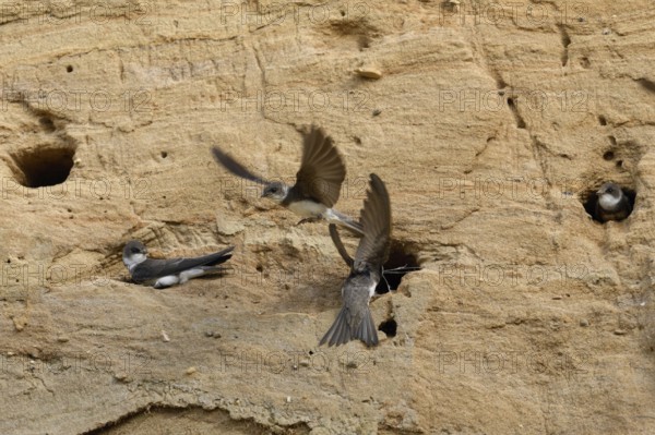Hustle and bustle in the swallow colony... Sand martin (Riparia riparia), colony of sand martins in