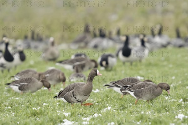 Flocks of geese... White-fronted geese (Anser albifrons), associated with white-fronted geese