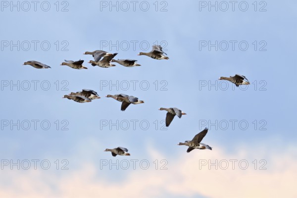 Flying over... White-fronted geese (Anser albifrons), small flock in flight, flying wild geese,