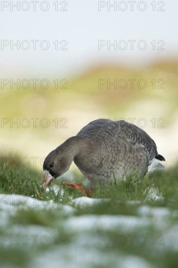 White-fronted goose (Anser albifrons) adult bird foraging on a lush meadow, pasture, frontal shot