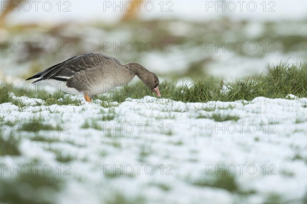 Wintering... White-fronted goose (Anser albifrons), arctic wild goose as a winter guest on the