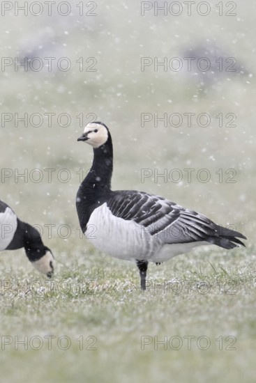 Barnacle geese, white-fronted geese (Branta leucopsis), flock in winter, on a pasture during a snow