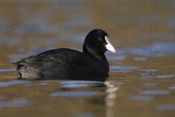Pretty to look at... Eurasian Coot rail (Fulica atra) or coot, well-known conspicuous water bird,