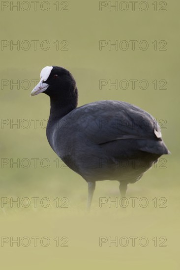 Eurasian Coot (Fulica atra) also called coot, typical and unmistakable is the white pallor, a horn