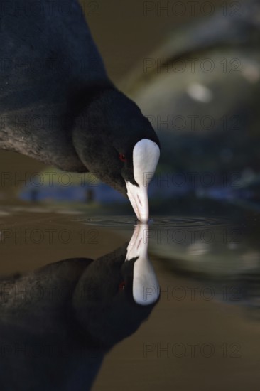 Eurasian Coot (Fulica atra) also called coot, typical and unmistakable is the white pallor, a horn
