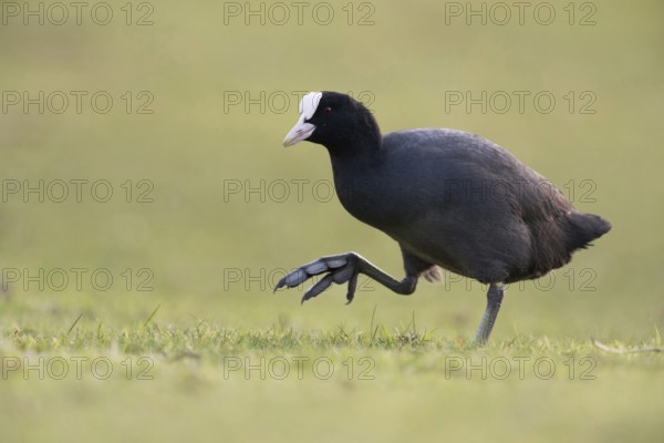 On the move on big feet... Coot (Fulica atra) walking across a meadow, low, natural-looking