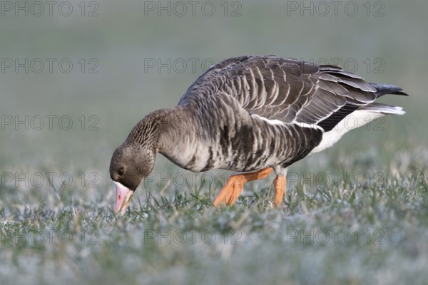 Stalk by stalk... White-fronted goose (Anser albifrons) grazing on a frozen meadow, eating,