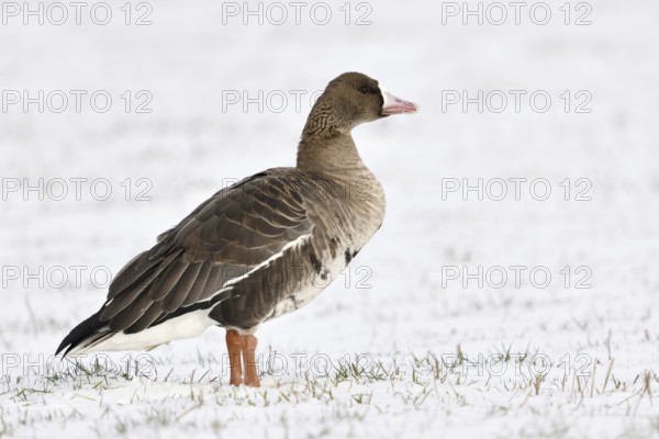 White-fronted goose (Anser albifrons) in the snow, relatively common Arctic wild goose, but only